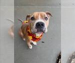 MERLE THE SQUIRREL - Male Mutt Dog for Adoption - Small photo