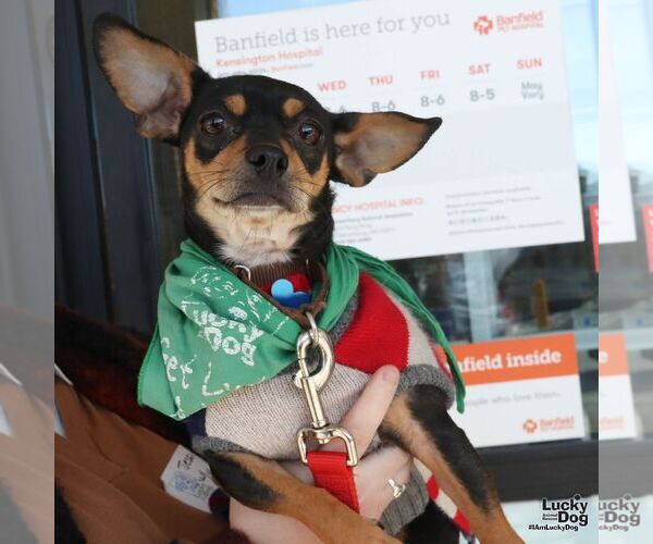 Medium Photo #3 Chiweenie Puppy For Sale in Washington, DC, USA