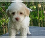 Image preview for Ad Listing. Nickname: AKC CH Ln Male2