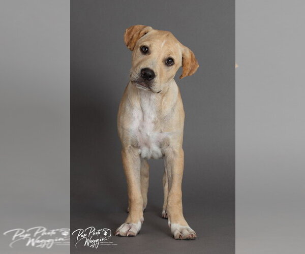 Medium Photo #4 Labrador Retriever-Unknown Mix Puppy For Sale in Claremore, OK, USA