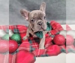 Small Photo #14 French Bulldog Puppy For Sale in FLEMING ISLAND, FL, USA