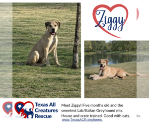 Italian Greyhound-Labrador Retriever Mix Dogs for adoption in Lillian, TX, USA