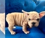Small Photo #1 French Bulldog Puppy For Sale in BALBOA, CA, USA