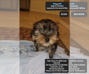 Yorkshire Terrier Puppy for sale in TUCSON, AZ, USA