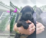 Puppy 1 Chinese Shar-Pei-German Shepherd Dog Mix