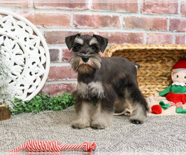 Medium Photo #4 Schnauzer (Miniature) Puppy For Sale in SYRACUSE, IN, USA