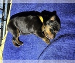 Small Photo #3 Doberman Pinscher Puppy For Sale in HATTIESBURG, MS, USA