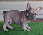 Puppy 2 French Bulldog