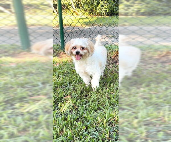Medium Photo #4 Shih Tzu Puppy For Sale in Weston, FL, USA