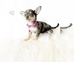 Small Chihuahua