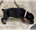 Small Photo #12 Doberman Pinscher Puppy For Sale in NEWTON, NC, USA