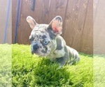 Small Photo #40 French Bulldog Puppy For Sale in PHILADELPHIA, PA, USA