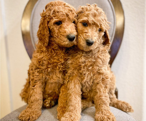 Poodle (Standard) Puppy for sale in COMMERCE CITY, CO, USA