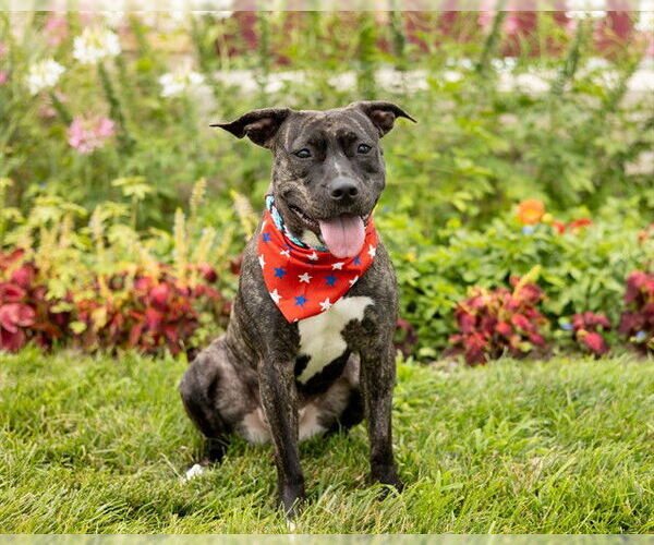 Medium Photo #1 Mutt Puppy For Sale in Ames, IA, USA