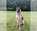 Small #5 Holland Shepherd Mix