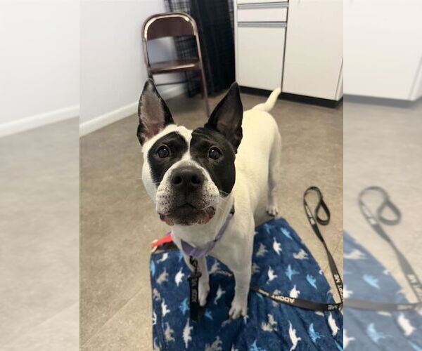 Medium Photo #3 Mutt Puppy For Sale in Gloversville, NY, USA