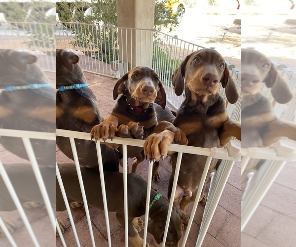 Medium Photo #12 Doberman Pinscher Puppy For Sale in PHOENIX, AZ, USA