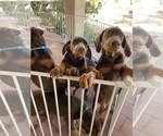 Small Photo #12 Doberman Pinscher Puppy For Sale in PHOENIX, AZ, USA