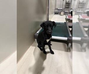 Chihuahua Dogs for adoption in Bakersfield, CA, USA