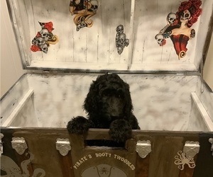 Goldendoodle-Schnoodle (Giant) Mix Puppy for sale in HUDSON, FL, USA