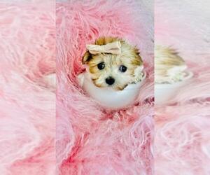 Morkie Litter for sale in PEMBROKE PINES, FL, USA