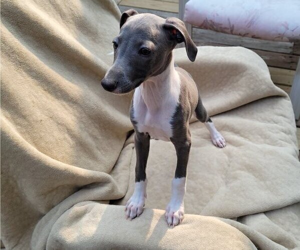 Medium Photo #1 Italian Greyhound Puppy For Sale in NEWTOWN SQUARE, PA, USA