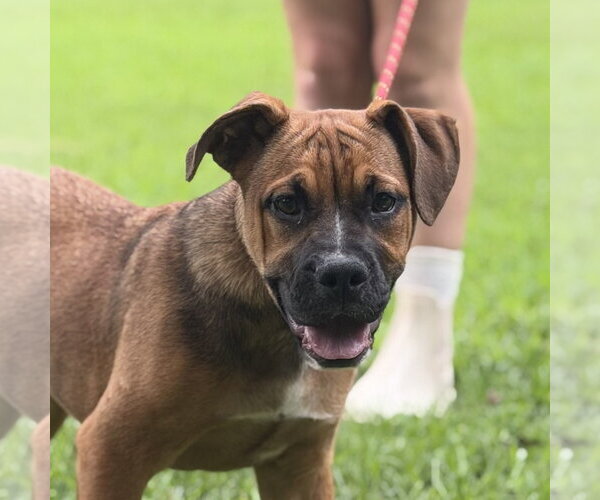Medium Photo #1 Bulldog Puppy For Sale in Yardley, PA, USA