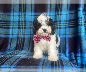 Cavapoo Puppy for sale in LAKELAND, FL, USA