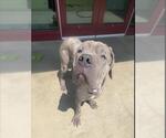 Small #1 Great Dane Mix