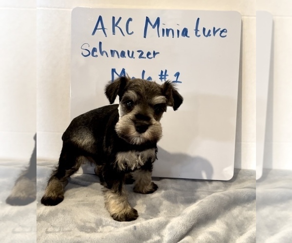 Medium Photo #1 Schnauzer (Miniature) Puppy For Sale in EDWARDSBURG, MI, USA