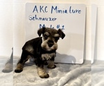 Small Photo #1 Schnauzer (Miniature) Puppy For Sale in EDWARDSBURG, MI, USA