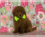 Small #2 Poodle (Toy)