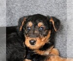 Small Photo #1 Airedale Terrier Puppy For Sale in HOLTWOOD, PA, USA