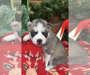 Siberian Husky Puppy for sale in BEAVER, OH, USA