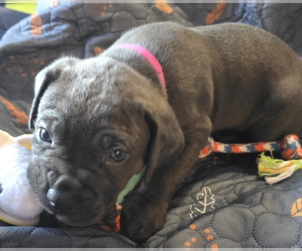 Medium Photo #28 Cane Corso Puppy For Sale in HENRY, VA, USA