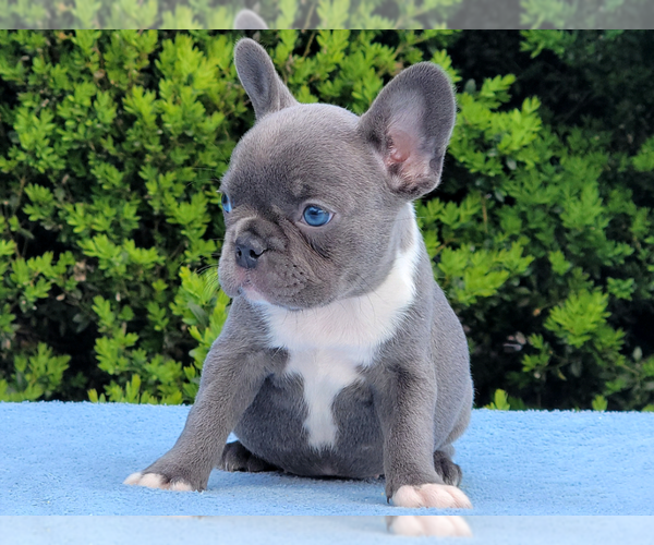 Medium Photo #6 French Bulldog Puppy For Sale in BOSTON, MA, USA
