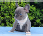 Small Photo #6 French Bulldog Puppy For Sale in BOSTON, MA, USA