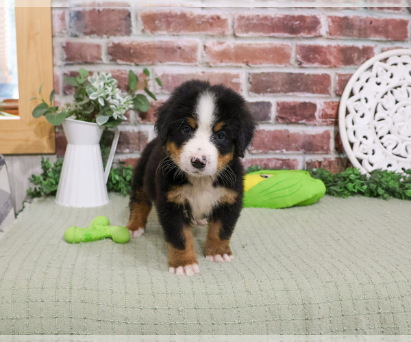 Medium Photo #1 Bernese Mountain Dog Puppy For Sale in SYRACUSE, IN, USA