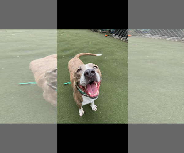 Medium Photo #3 American Pit Bull Terrier-Unknown Mix Puppy For Sale in Greensboro, NC, USA