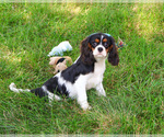 Image preview for Ad Listing. Nickname: Kaiden