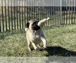 Small Photo #12 Pug Puppy For Sale in WARSAW, IN, USA
