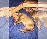 Small Photo #9 Vizsla Puppy For Sale in ABILENE, TX, USA