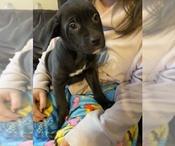 Medium Photo #2 Cane Corso Puppy For Sale in GRAHAM, WA, USA