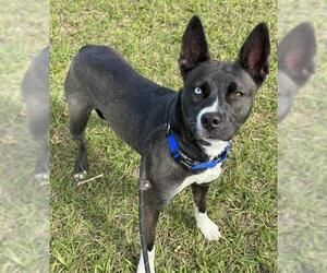 Siberian Husky Dogs for adoption in Fort Lauderdale, FL, USA