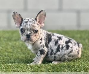 Dogue de Bordeaux Puppy for sale in NEWPORT BEACH, CA, USA
