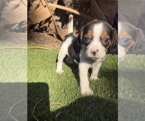 Medium Beagle