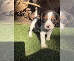 Puppy Pocket Daisy Beagle