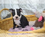 Puppy Zianna Boston Terrier