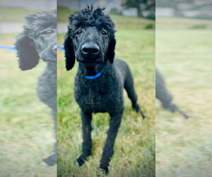 Poodle (Standard) Dogs for adoption in Pacolet, SC, USA