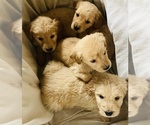 Small Photo #5 Goldendoodle Puppy For Sale in WEST ALEXANDRIA, OH, USA